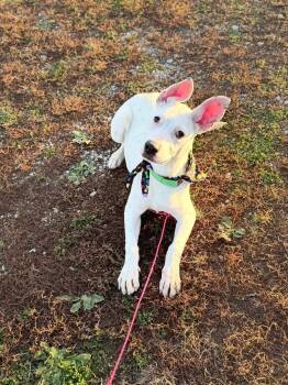 Rescue Pit Bull Terrier Dogs for Adoption in Algona, Iowa - GERTIE | PetCurious