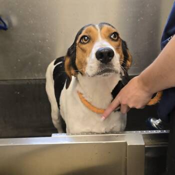 Jacquelyn -  Hound Dog for Adoption in Orange, Virginia - Jacquelyn | PetCurious