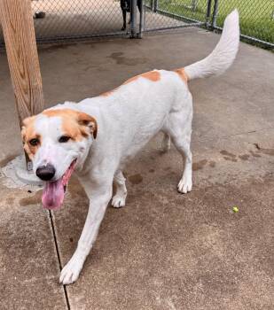Dough -  Great Pyrenees Dog Available for Adoption in Scituate, Rhode Island - Dough | PetCurious