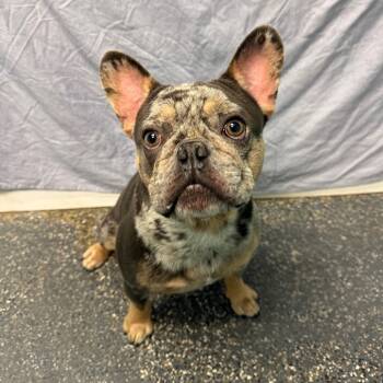 Rescue French Bulldog Dogs for Adoption in Fresno, California - Justin Timberlake | PetCurious