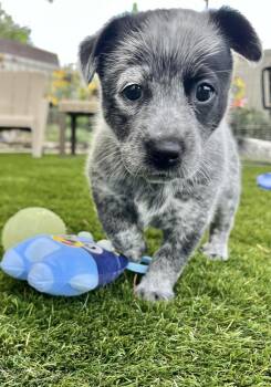 Chinese Takeout Litter - Pho -  Australian Cattle Dog Blue Heeler Dog for Adoption in Columbus, Ohio - Chinese Takeout Litter - Pho | PetCurious