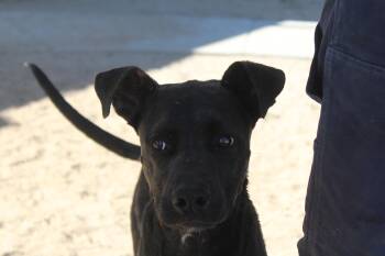 Rescue Pit Bull Terrier Dogs for Adoption in Yucca Valley, California - Three | PetCurious