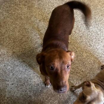 Flossie -  Retriever and Mixed Breed Dog for Adoption in Brownsboro, Alabama - Flossie | PetCurious
