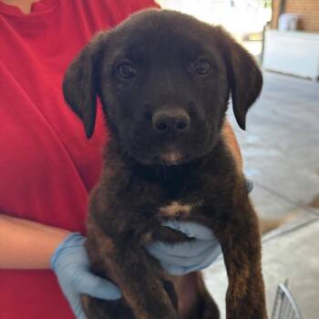Shepherd Dogs Available for Adoption in Birmingham, Alabama - Luca | PetCurious
