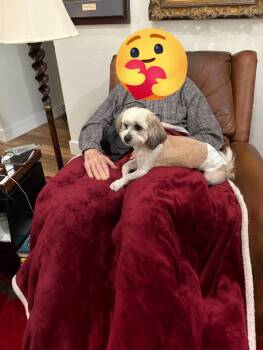 Lhasa Apso and Shih Tzu Dogs Available for Adoption - Teddy | PetCurious