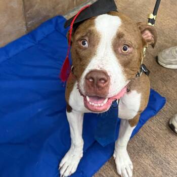 Scout -  Mixed Breed Dog for Adoption in Indianapolis, Indiana - Scout | PetCurious