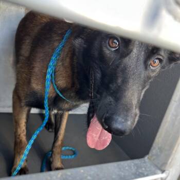 Lovebug (Yuma) -  Belgian Shepherd Malinois Dog for Adoption in Greensboro, North Carolina - Lovebug (Yuma) | PetCurious