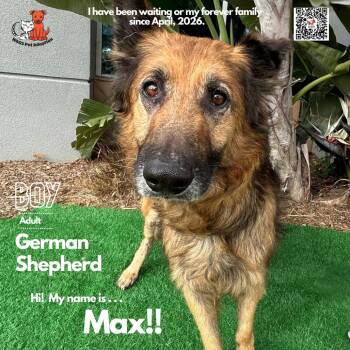 German Shepherd Dog Dogs Available for Adoption - Max | PetCurious