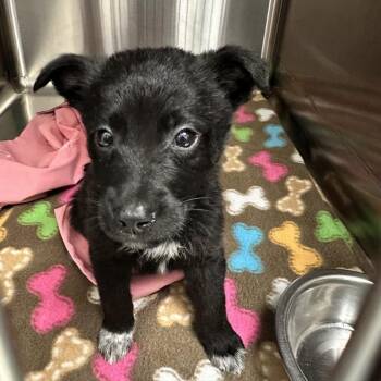 Gramma Dot -  Mixed Breed Dog for Adoption in Davenport, Iowa - Gramma Dot | PetCurious