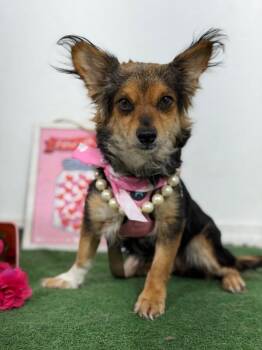 Kai-One of our Amazing Rescue Dogs -  Chihuahua and Dachshund Dog for Adoption in Carlsbad, California - Kai-One Of Our Amazing Rescue Dogs | PetCurious