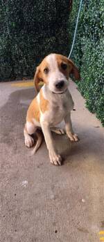 61662490 -  Mixed Breed Dog for Adoption in El Paso, Texas - 61662490 | PetCurious