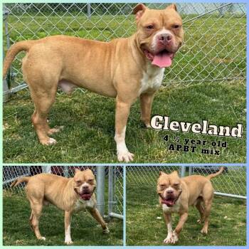 Rescue Pit Bull Terrier Dogs for Adoption in Greenwood, Indiana - Cleveland | PetCurious