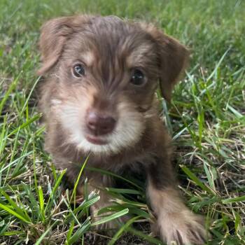 Clifford -  Terrier Dog for Adoption in Olathe, Kansas - Clifford | PetCurious