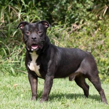 Tank -  Mixed Breed Dog for Adoption in Henderson, Kentucky - Tank | PetCurious