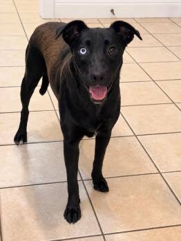 Rayna -  Labrador Retriever Dog for Adoption in Princeton, Massachusetts - Rayna | PetCurious