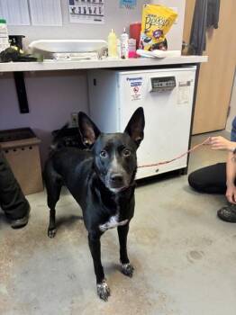 *Maisie* -  German Shepherd Dog and Australian Cattle Dog Blue Heeler Dog for Adoption in Salt Lake City, Utah - *Maisie* | PetCurious