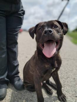 Maverick -  Pit Bull Terrier Dog for Adoption in Youngstown, Ohio - Maverick | PetCurious