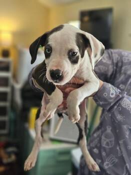 American Staffordshire Terrier Dogs Available for Adoption - Oz | PetCurious