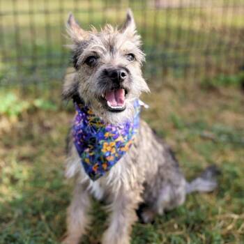 WYLIE -  Scottish Terrier Dog for Adoption in San Antonio, Texas - WYLIE | PetCurious