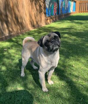 Pug Dogs Available for Adoption - Carlow | PetCurious