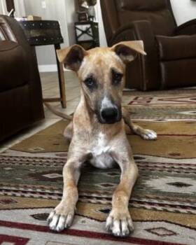 Turbo Lonestar -  Shepherd Dog for Adoption in Rockaway, New Jersey - Turbo Lonestar | PetCurious