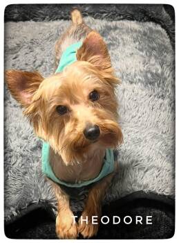 Theodore -  Yorkshire Terrier Dog for Adoption in Nashville, Tennessee - Theodore | PetCurious