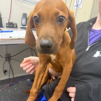 Talon -  Mixed Breed Dog for Adoption in Columbiana, Alabama - Talon | PetCurious
