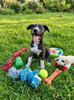 Leon -  Shepherd Dog for Adoption in Olympia, Washington - Leon | PetCurious