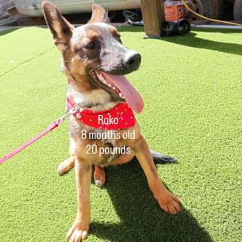 Rescue German Shepherd Dog Dogs for Adoption in Chula Vista, California - Roko | PetCurious
