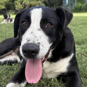 Labrador Retriever and Border Collie Dogs Available for Adoption in Boerne, Texas - Elliot | PetCurious