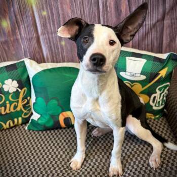 Mixed Breed Dogs Available for Adoption - Mayonaise | PetCurious