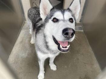 Siberian Husky Dogs Available for Adoption - LILO | PetCurious