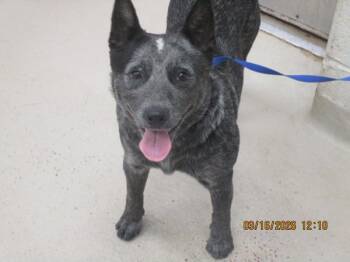 Australian Cattle Dog Blue Heeler Dogs Available for Adoption - Kita(314) | PetCurious