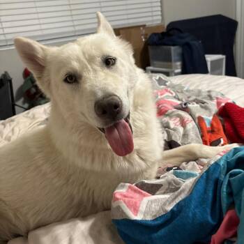 Aria 54326 -  Husky Dog for Adoption in Las Vegas, Nevada - Aria 54326 | PetCurious