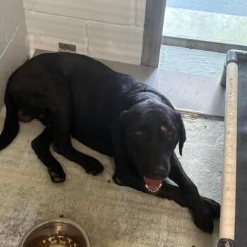 Blade 26-06-010 -  Black Labrador Retriever Dog Available for Adoption in Bastrop, Texas - Blade 26-06-010 | PetCurious