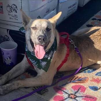 Rescue Boerboel and Husky Dogs for Adoption in Boerne, Texas - Tiki | PetCurious