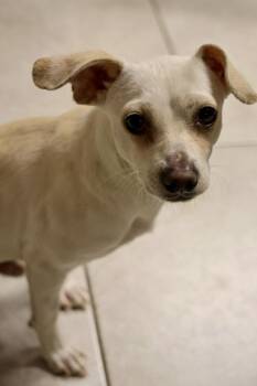Chihuahua Dogs Available for Adoption - Mateo | PetCurious