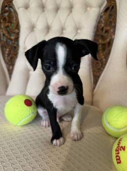 Ashe -  Chihuahua Dog for Adoption in Mundelein, Illinois - Ashe | PetCurious