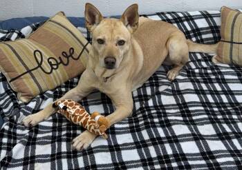 Labrador Retriever and German Shepherd Dog Dogs Available for Adoption in York, South Carolina - Groot | PetCurious