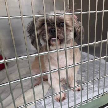 Sharky -  Mixed Breed Dog for Adoption in Memphis, Tennessee - Sharky | PetCurious