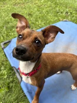 Lyra -  Chihuahua Dog for Adoption in North Haven, Connecticut - Lyra | PetCurious