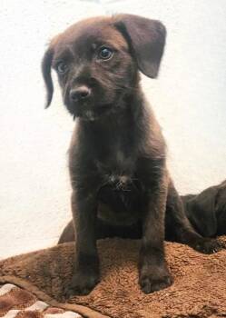Labrador Retriever and Terrier Dogs Available for Adoption in Cottonwood, Arizona - Kewpie Doll | PetCurious