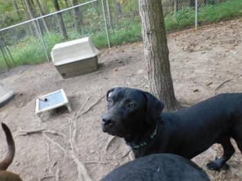 Rescue Black Labrador Retriever and Chesapeake Bay Retriever Dogs for Adoption in Millerstown, Pennsylvania - RAVENS | PetCurious