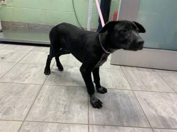Australian Cattle Dog Blue Heeler and Mixed Breed Dogs Available for Adoption in Grand Prairie, Texas - JOHN LOGAN | PetCurious