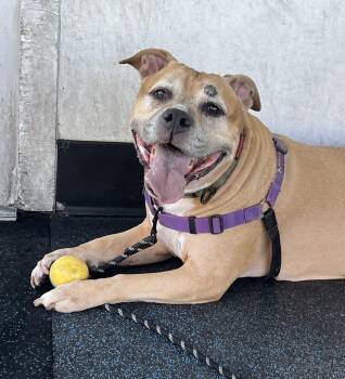 Jada -  Pit Bull Terrier Dog for Adoption in Ithaca, New York - Jada | PetCurious