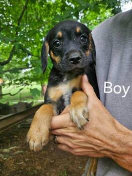 COOPER -  Beagle and Australian Cattle Dog Blue Heeler Dog for Adoption in Newaygo, Michigan - COOPER | PetCurious