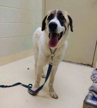 Beethoven -  Great Pyrenees and Anatolian Shepherd Dog for Adoption in Kalamazoo, Michigan - Beethoven | PetCurious