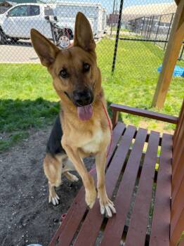 Buddy Tag 465 -  German Shepherd Dog Dog for Adoption in Central Islip, New York - Buddy Tag 465 | PetCurious