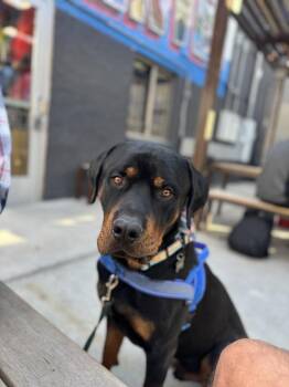 Kane -  Rottweiler Dog for Adoption in Denver, Colorado - Kane | PetCurious