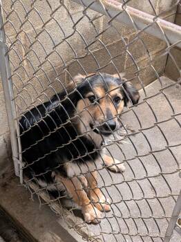 Mcnab and Border Collie Dogs Available for Adoption - Leela | PetCurious